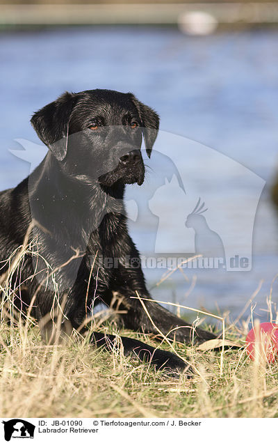 Labrador Retriever / Labrador Retriever / JB-01090
