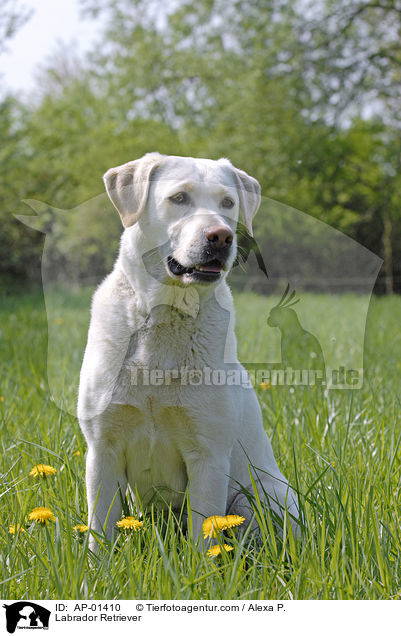 Labrador Retriever / AP-01410