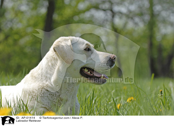 Labrador Retriever / Labrador Retriever / AP-01414