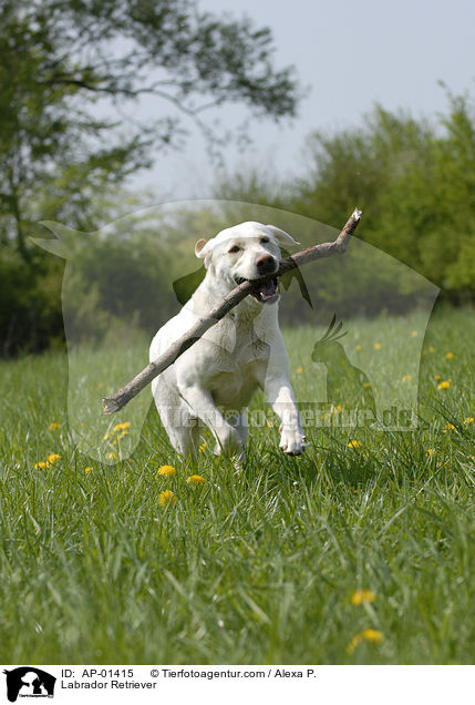 Labrador Retriever / Labrador Retriever / AP-01415