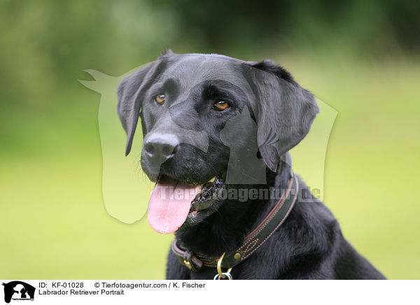 Labrador Retriever Portrait / KF-01028