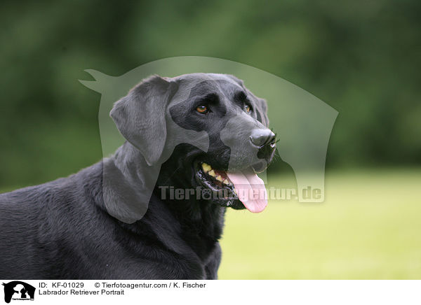 Labrador Retriever Portrait / KF-01029
