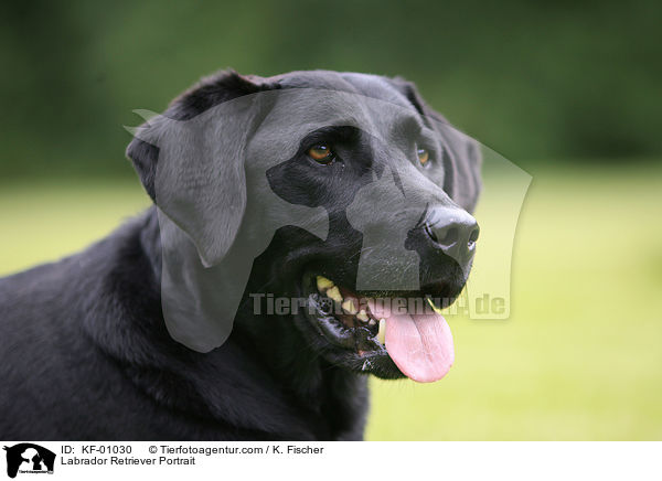 Labrador Retriever Portrait / KF-01030