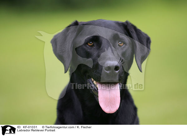 Labrador Retriever Portrait / KF-01031