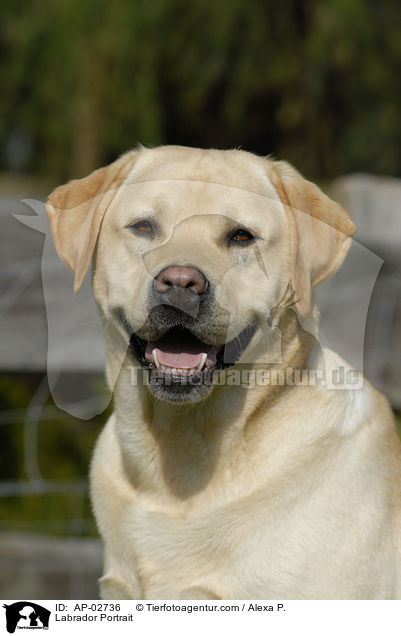 Labrador Portrait / Labrador Portrait / AP-02736