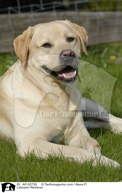 Labrador Retriever / Labrador Retriever / AP-02739
