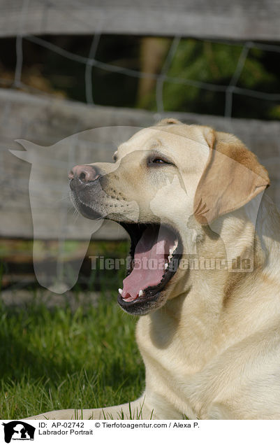 Labrador Portrait / Labrador Portrait / AP-02742