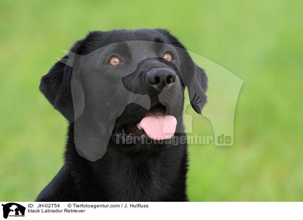 schwarzer Labrador Retriever / black Labrador Retriever / JH-02754