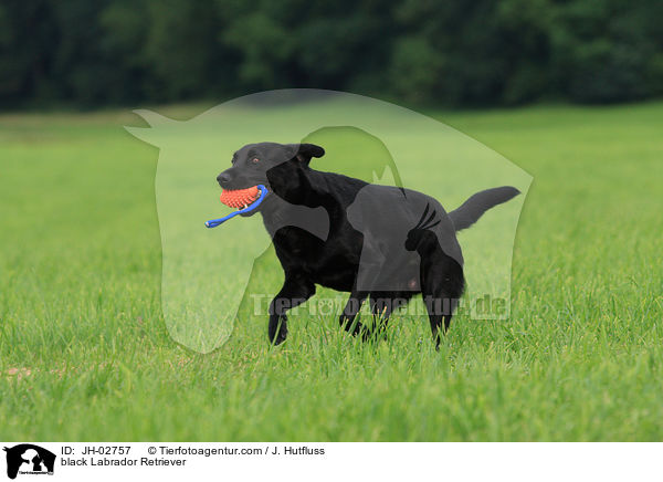 schwarzer Labrador Retriever / black Labrador Retriever / JH-02757