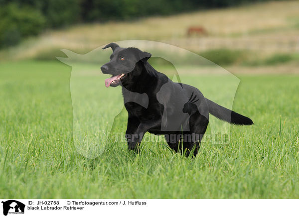 black Labrador Retriever / JH-02758