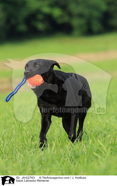 schwarzer Labrador Retriever / black Labrador Retriever / JH-02763