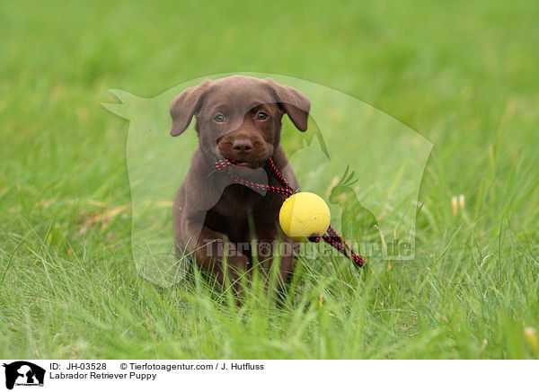 Labrador Retriever Welpe / Labrador Retriever Puppy / JH-03528