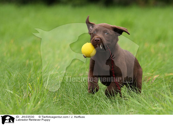 Labrador Retriever Welpe / Labrador Retriever Puppy / JH-03530