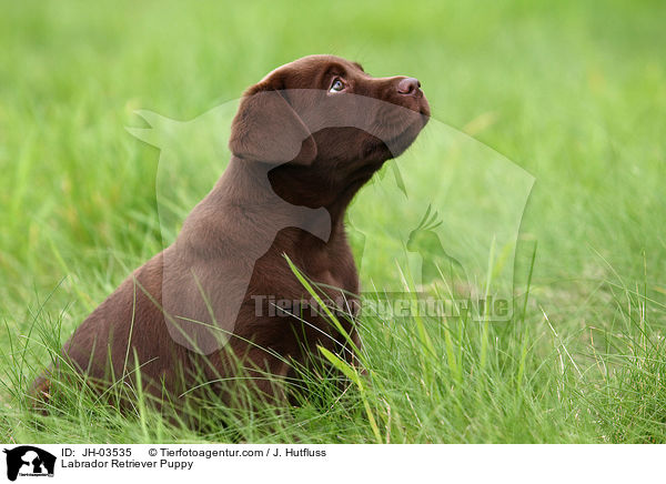 Labrador Retriever Welpe / Labrador Retriever Puppy / JH-03535