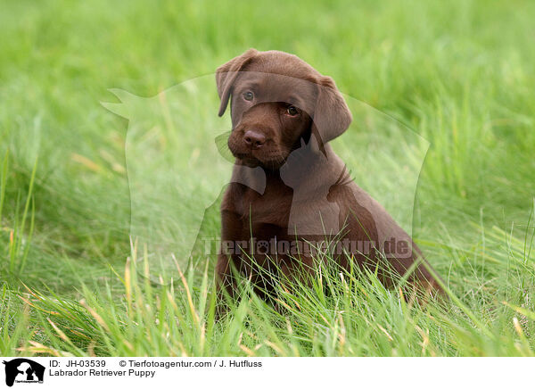 Labrador Retriever Puppy / JH-03539