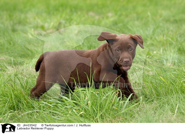 Labrador Retriever Puppy / JH-03542