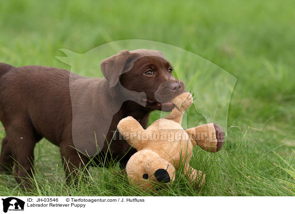 Labrador Retriever Puppy / JH-03546