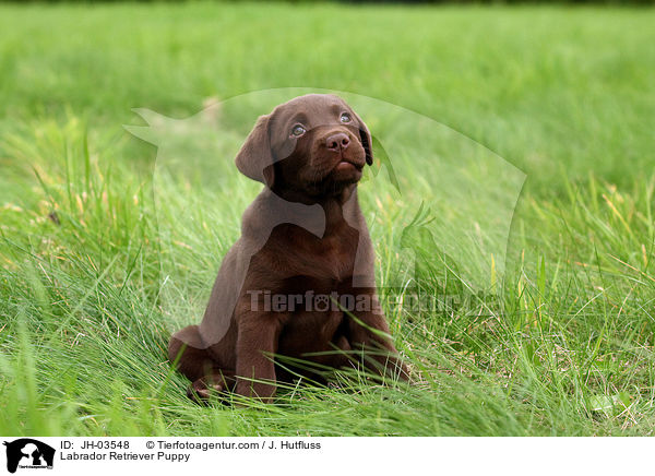 Labrador Retriever Puppy / JH-03548