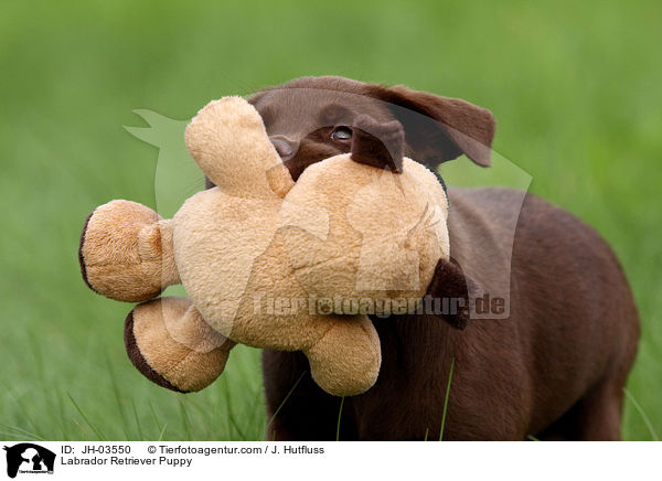 Labrador Retriever Welpe / Labrador Retriever Puppy / JH-03550