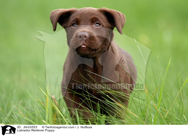 Labrador Retriever Puppy / JH-03553