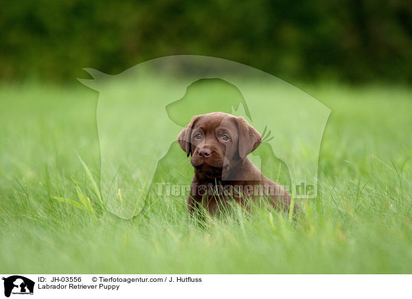 Labrador Retriever Puppy / JH-03556