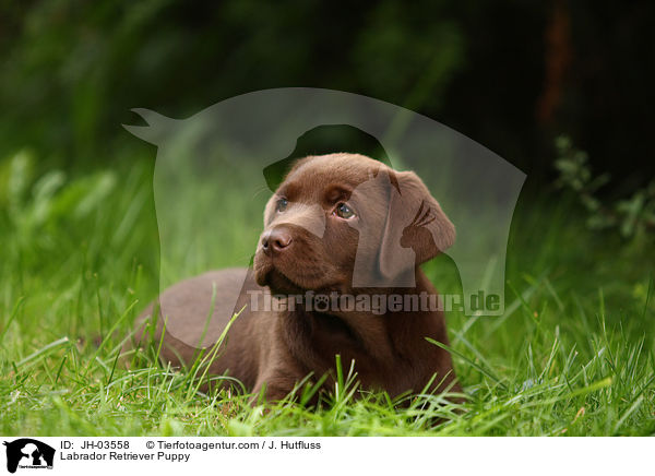 Labrador Retriever Welpe / Labrador Retriever Puppy / JH-03558