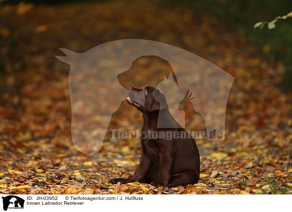 brauner Labrador Retriever / brown Labrador Retriever / JH-03952