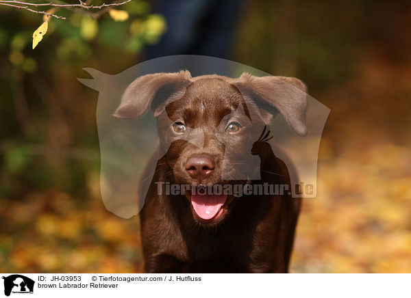 brauner Labrador Retriever / brown Labrador Retriever / JH-03953