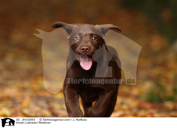 brauner Labrador Retriever / brown Labrador Retriever / JH-03954