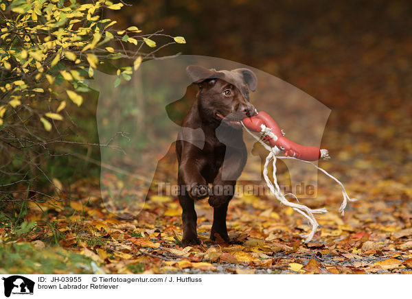 brauner Labrador Retriever / brown Labrador Retriever / JH-03955
