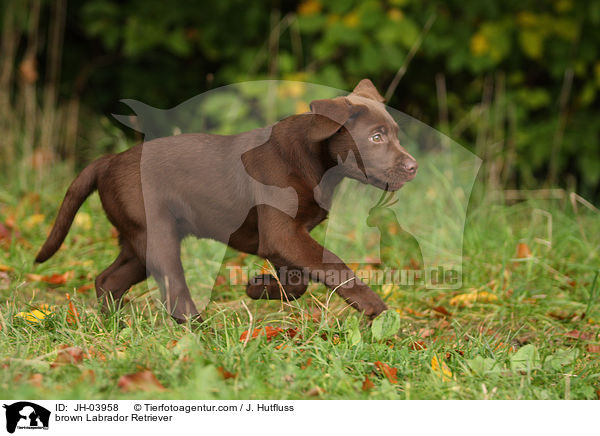 brauner Labrador Retriever / brown Labrador Retriever / JH-03958