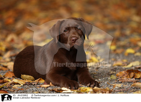 brauner Labrador Retriever / brown Labrador Retriever / JH-03962