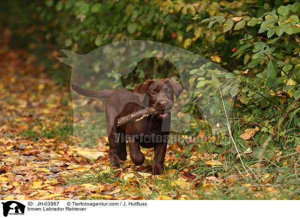 brauner Labrador Retriever / brown Labrador Retriever / JH-03967