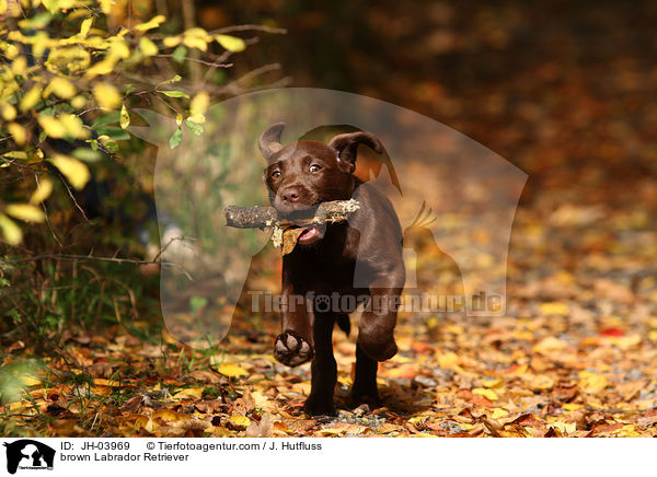 brauner Labrador Retriever / brown Labrador Retriever / JH-03969