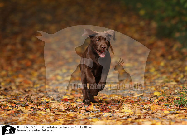 brauner Labrador Retriever / brown Labrador Retriever / JH-03971