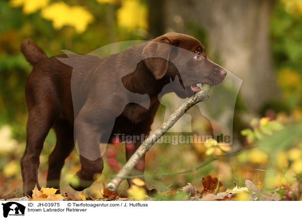 brauner Labrador Retriever / brown Labrador Retriever / JH-03975