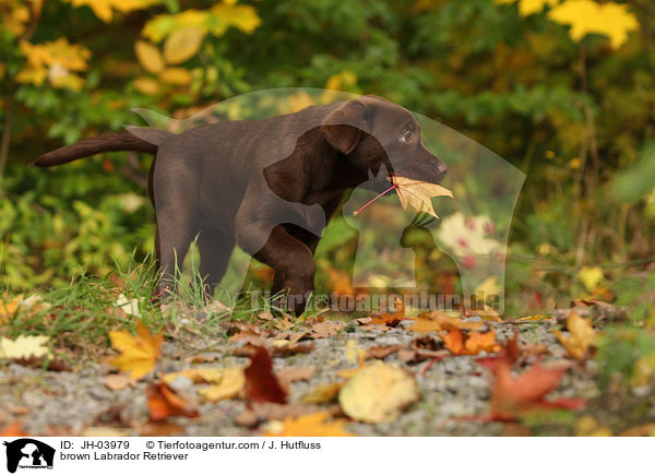 brauner Labrador Retriever / brown Labrador Retriever / JH-03979