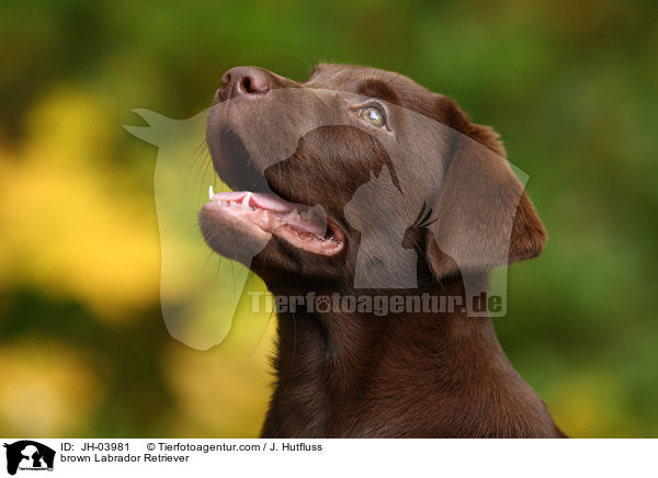 brauner Labrador Retriever / brown Labrador Retriever / JH-03981