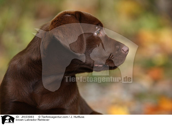 brauner Labrador Retriever / brown Labrador Retriever / JH-03983