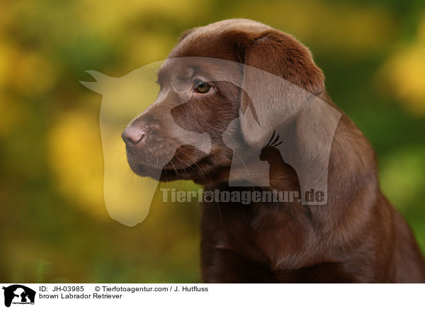 brauner Labrador Retriever / brown Labrador Retriever / JH-03985