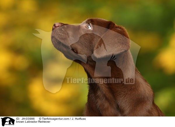 brauner Labrador Retriever / brown Labrador Retriever / JH-03986