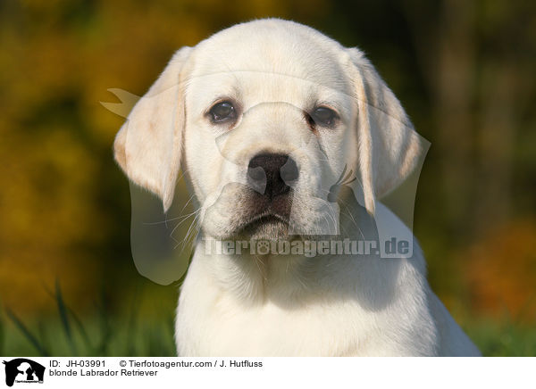 blonde Labrador Retriever / JH-03991
