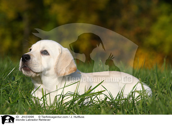 blonder Labrador Retriever / blonde Labrador Retriever / JH-03996