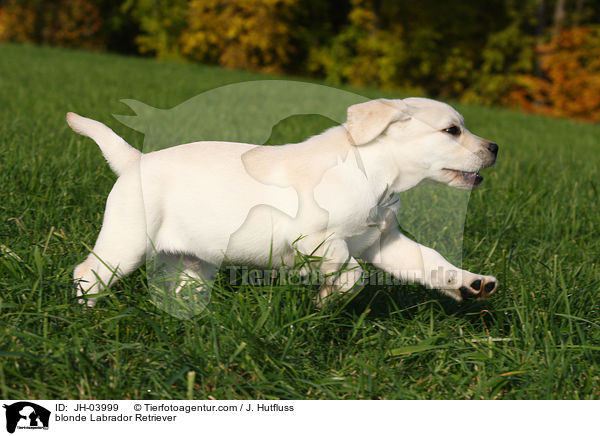 blonde Labrador Retriever / JH-03999