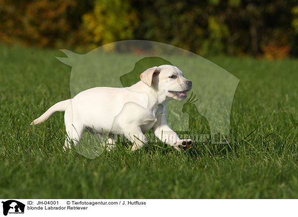 blonder Labrador Retriever / blonde Labrador Retriever / JH-04001