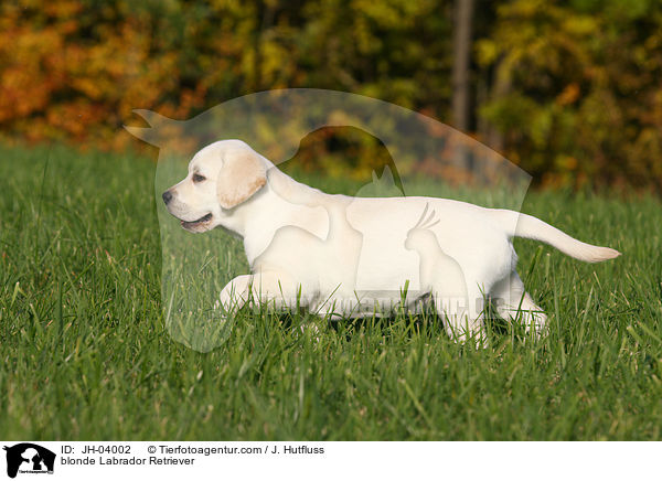 blonder Labrador Retriever / blonde Labrador Retriever / JH-04002