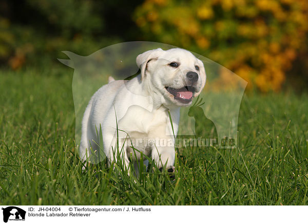blonder Labrador Retriever / blonde Labrador Retriever / JH-04004