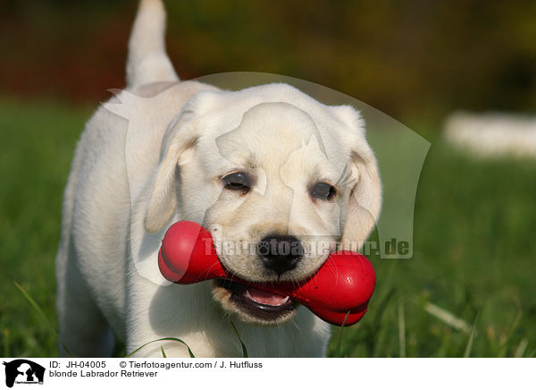 blonder Labrador Retriever / blonde Labrador Retriever / JH-04005