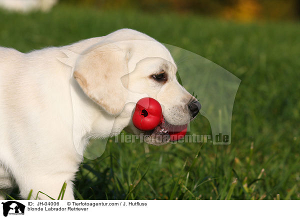blonde Labrador Retriever / JH-04006