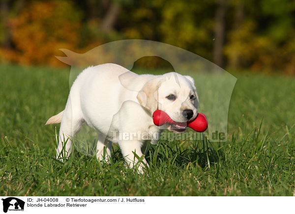 blonder Labrador Retriever / blonde Labrador Retriever / JH-04008
